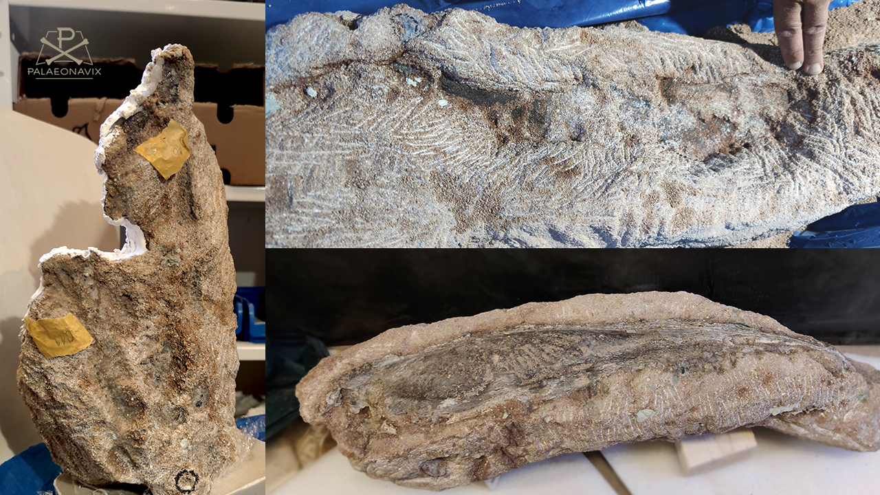 Freilegung des Knochens einer etwa drei Meter langen Amphibie aus grobkörnigem Sandstein