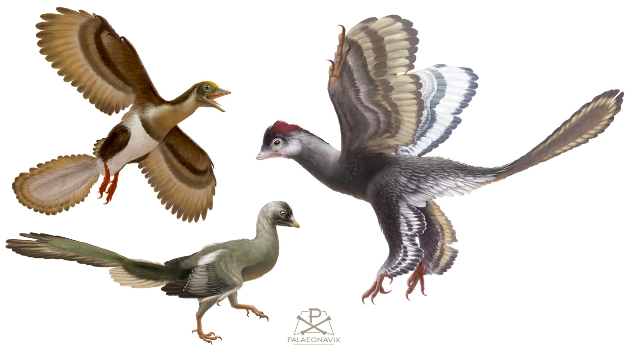 Digitale Malerei von Archaeopteryx im Flug, Alcmonavis am Boden und Ostromia flatternd