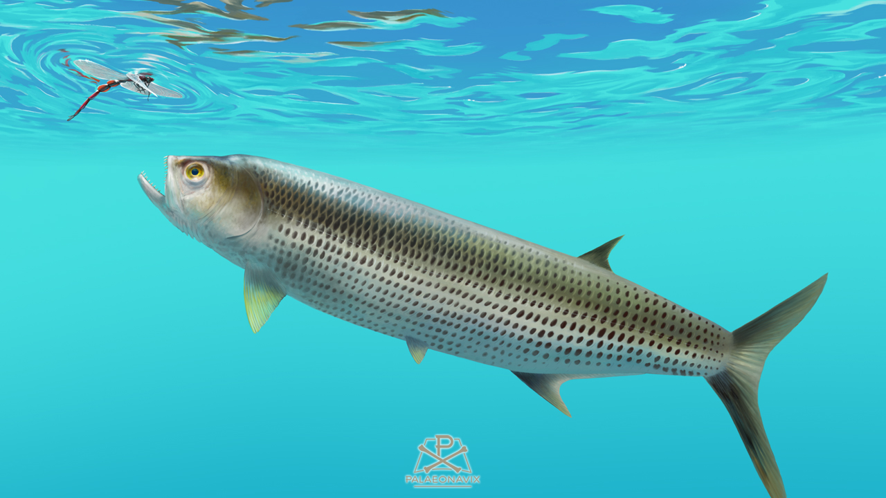 Digitale Malerei des gefleckten Knochenfisches Thrissops nahe der Wasseroberfläche mit einer Libelle
