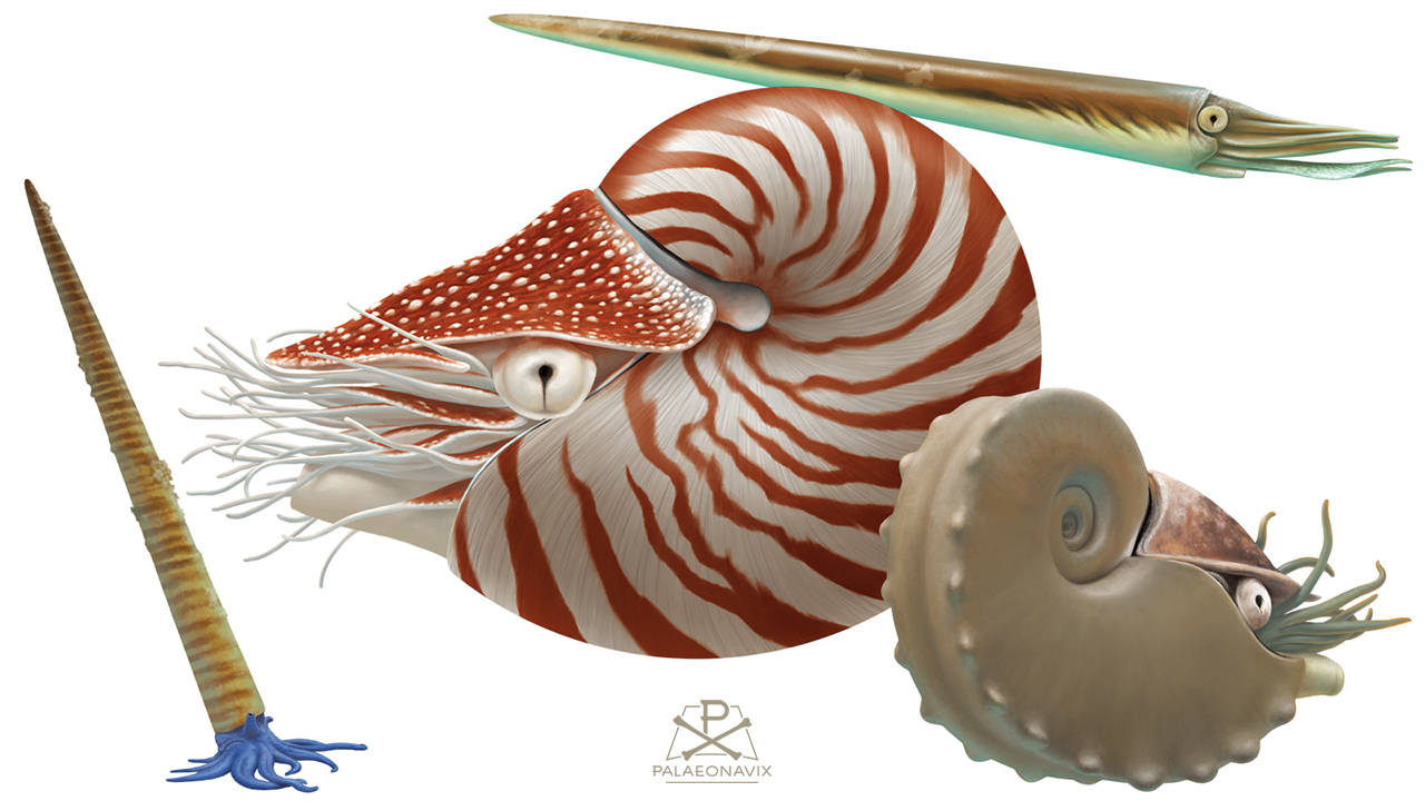 Digitale Tafel mit Endoceras, Orthoceras, Cenoceras und Germanonautilus