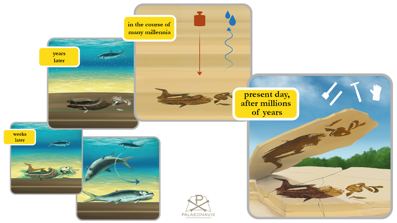 Comic in fünf Schritten zur Fossilisation des Fisches Caturus im Plattenkalk